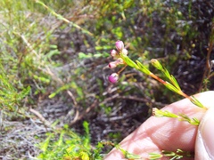 Erica multumbellifera