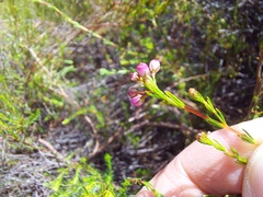 Erica multumbellifera