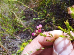 Erica multumbellifera