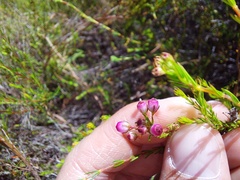 Erica multumbellifera