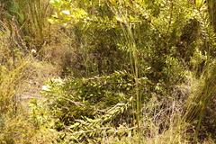 Leucadendron pubibracteolatum