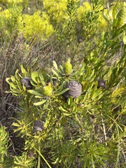 Leucadendron platyspermum