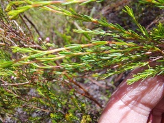 Erica multumbellifera