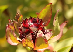 Leucadendron pubibracteolatum