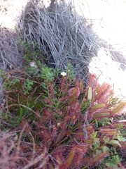 Utricularia bisquamata
