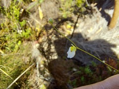 Utricularia bisquamata