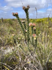 Leucospermum truncatulum