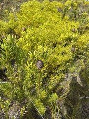 Leucadendron platyspermum