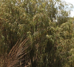 Passerina falcifolia