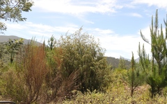 Passerina falcifolia