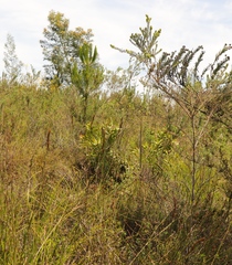 Leucadendron pubibracteolatum