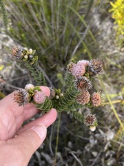 Leucospermum truncatulum