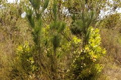 Leucadendron pubibracteolatum