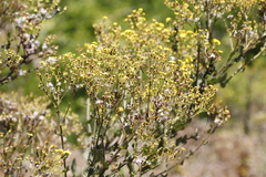 Senecio rigidus