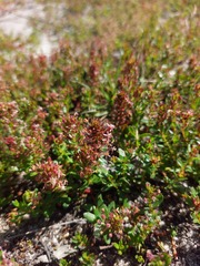 Laurembergia repens