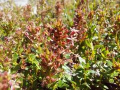 Laurembergia repens