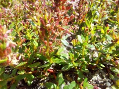 Laurembergia repens