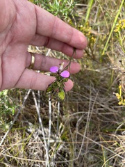 Polygala