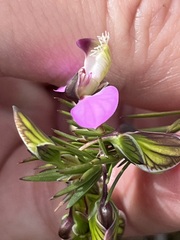 Polygala