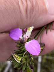 Polygala