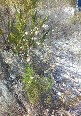 Diosma hirsuta