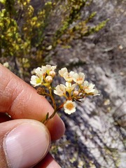Diosma hirsuta