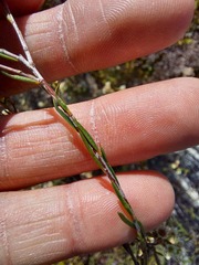 Diosma hirsuta