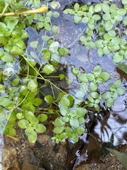 Callitriche stagnalis