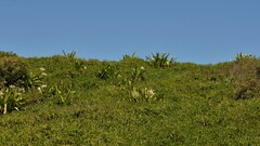 Crinum pedunculatum