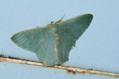 Pelagodes antiquadraria