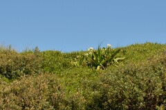 Crinum pedunculatum