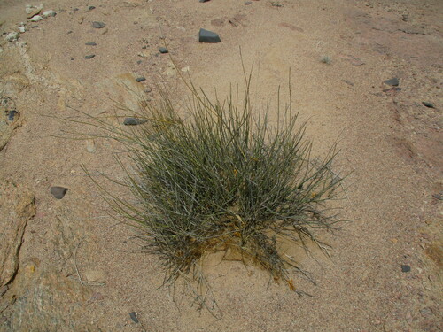 Image of Orthanthera albida by no rights reserved