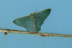Pelagodes antiquadraria