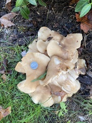 Lyophyllum decastes