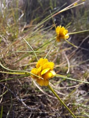 Cyperus sphaerocephalus