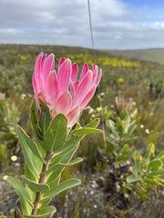 Protea compacta