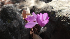 Colchicum feinbruniae