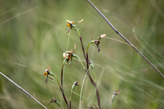 Diuris pardina