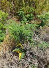 Pteridium aquilinum capense