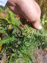Pteridium aquilinum capense