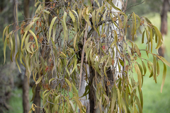 Amyema miquelii