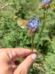 Coenonympha glycerion