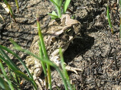 Sclerophrys capensis