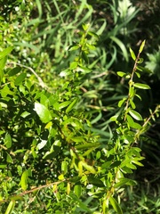 Pittosporum viscidum