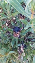 Protea lepidocarpodendron