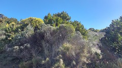 Protea lepidocarpodendron