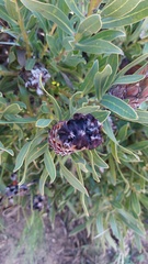 Protea lepidocarpodendron