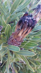 Protea lepidocarpodendron