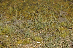 Zostera muelleri