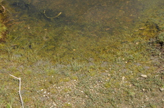 Zostera muelleri